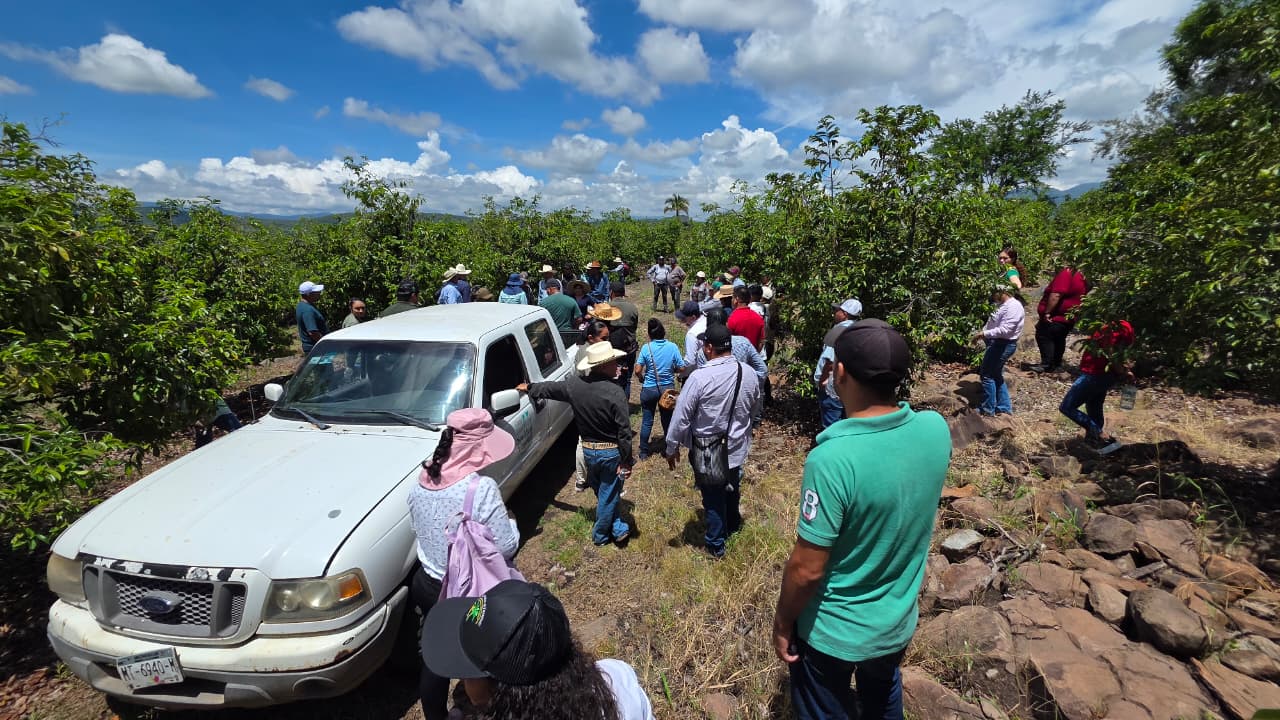 Impulsa EMAC en Michoacán la producción de la guanábana