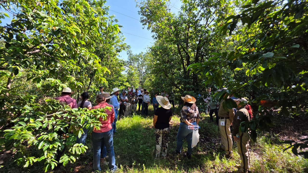 Impulsa EMAC en Michoacán la producción de la guanábana