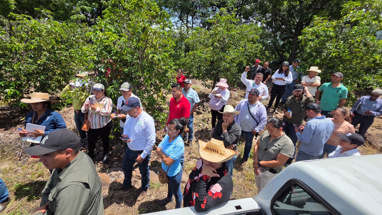 Impulsa EMAC en Michoacán la producción de la guanábana