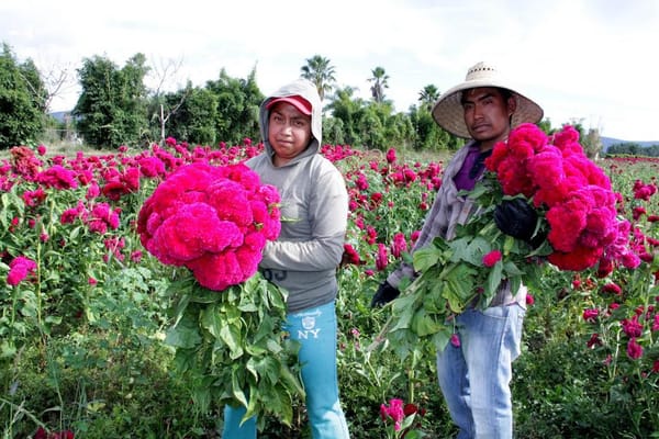 Puebla líder en producción de cempasúchil y terciopelo; concentra el 72% nacional