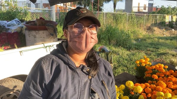 Productores de Atlixco dan vida a la flor de muerto